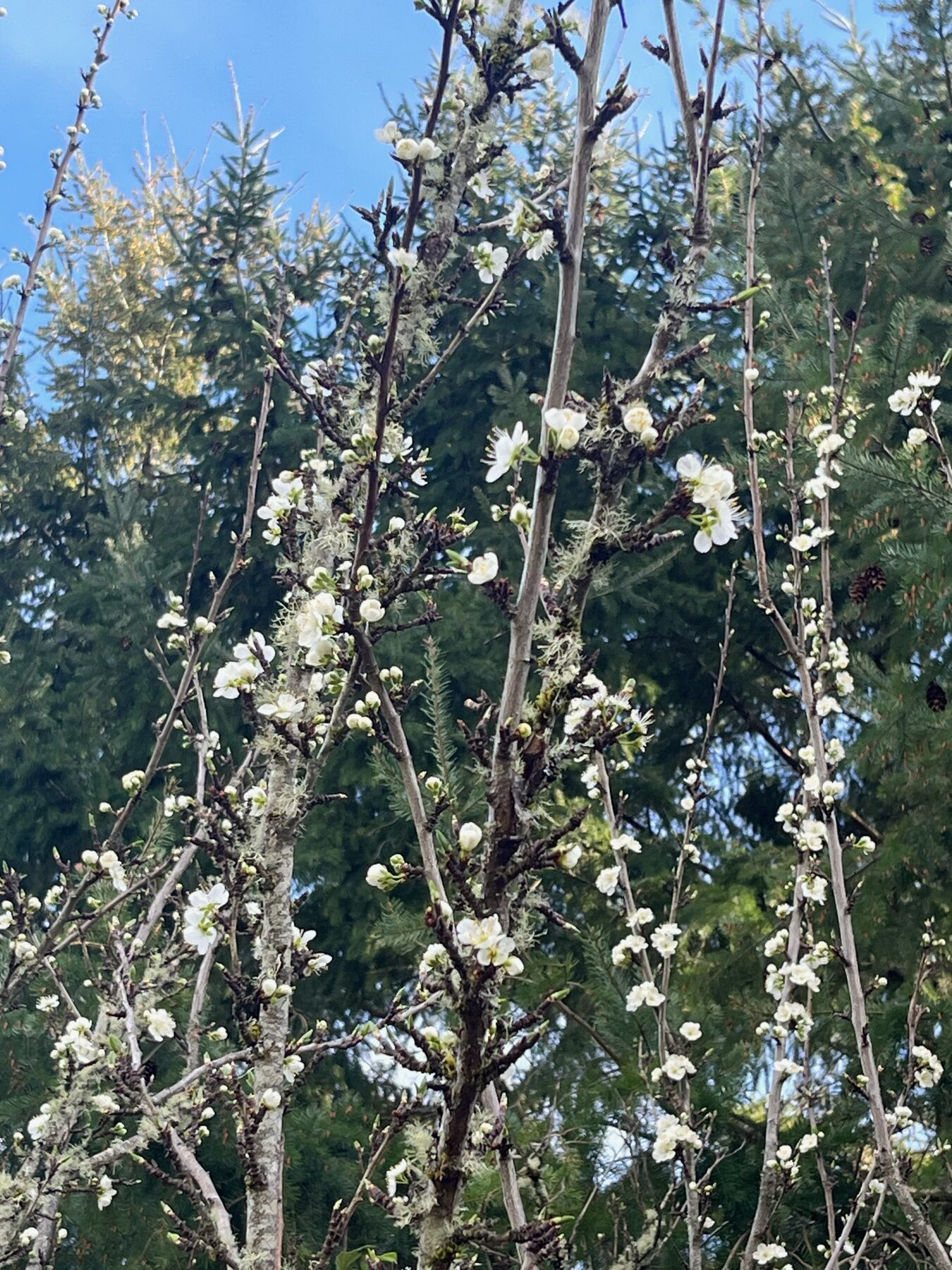 Wild cherry blossoms over the farm pasture