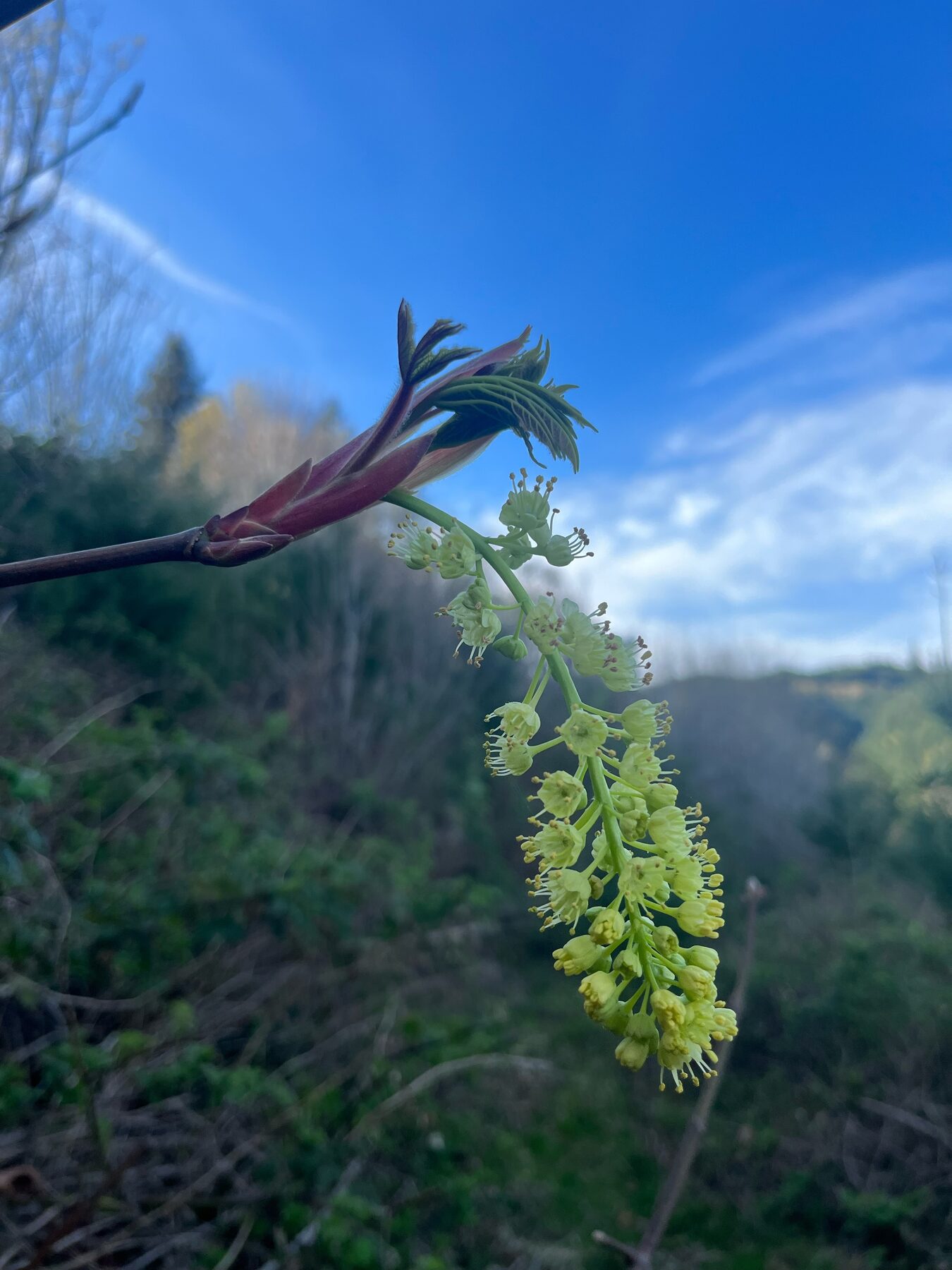Big-leaf maple blossoms in flower