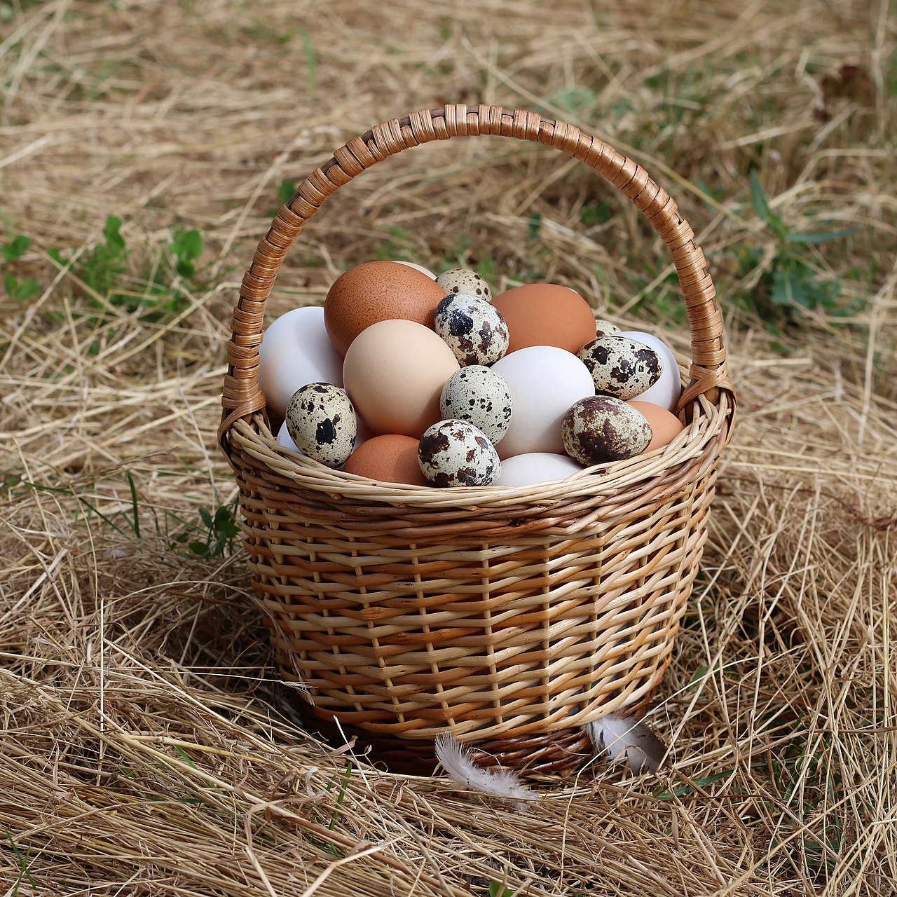 Basket of fresh brown eggs