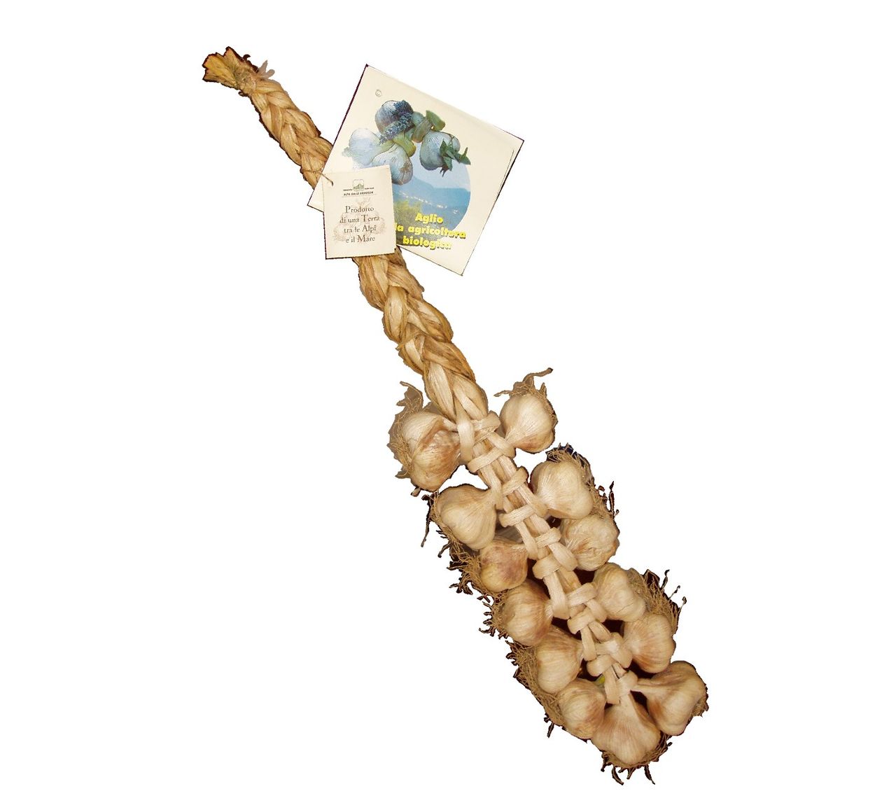 Garlic braids hanging to cure
