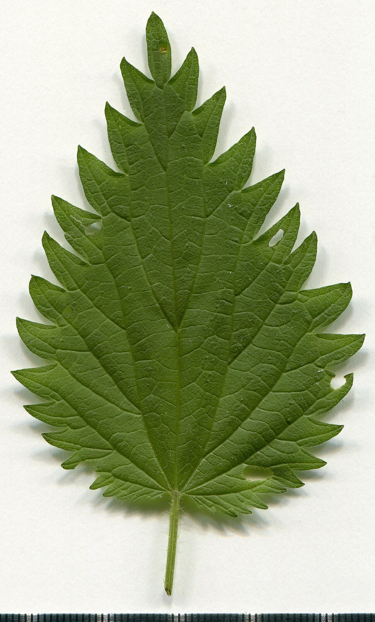 Stinging nettles in early spring growth