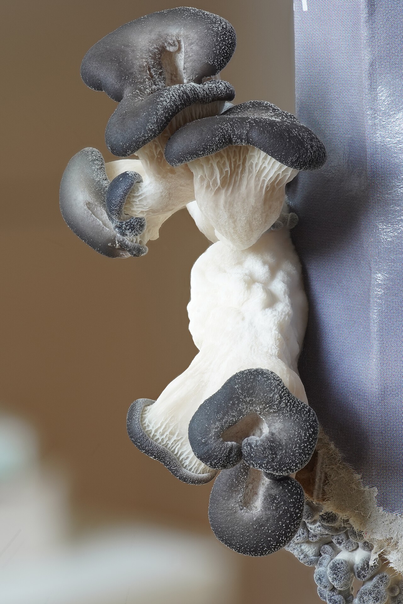 Cluster of cultivated oyster mushrooms