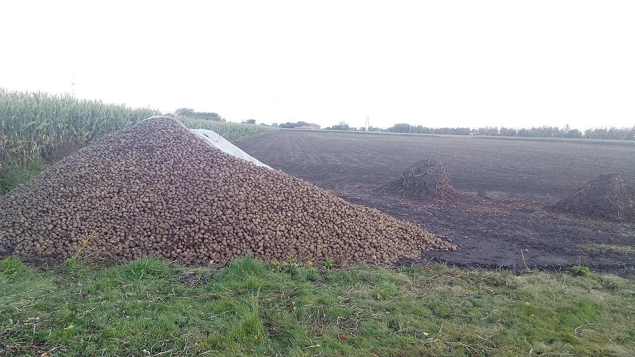 Freshly dug fingerling potatoes