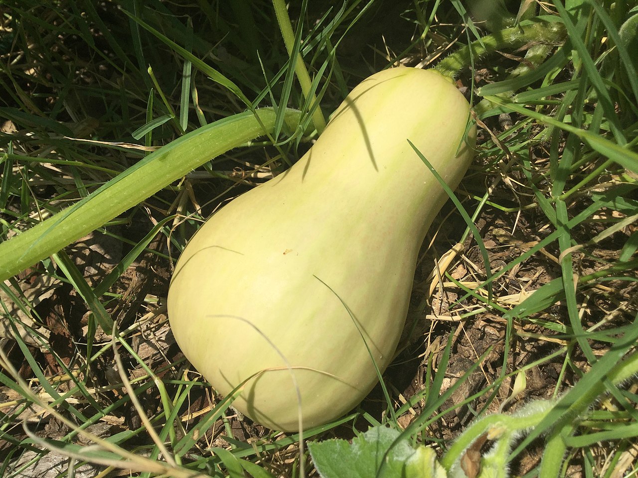 Pile of harvested winter squash in many varieties